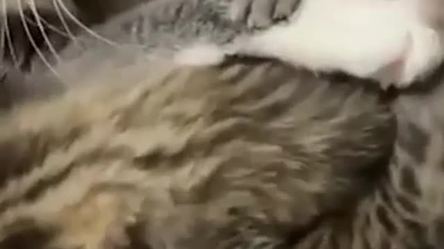 LOL Hilarious Cats
