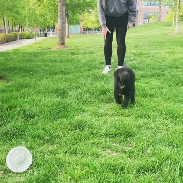 TOP DOG | meaning in the Cambridge English Dictionary