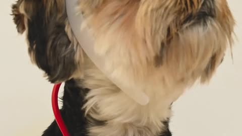 Dog Wearing a Nurse Costume