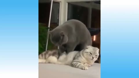 FUNNY AND PLAYFUL CATS...(Very Fun)