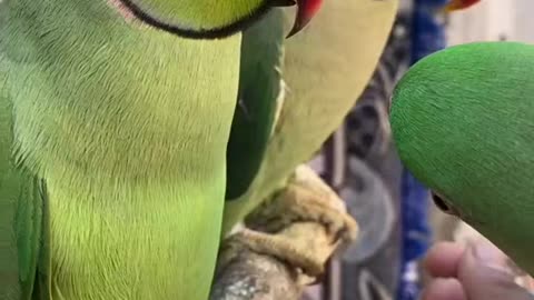 Parrot Beautiful Voice Video Watch Now