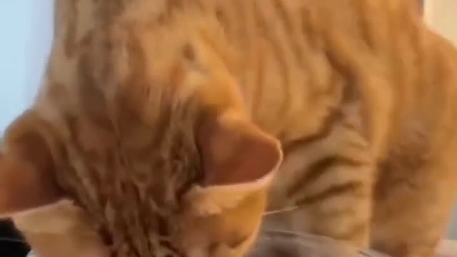 cute animals #shorts