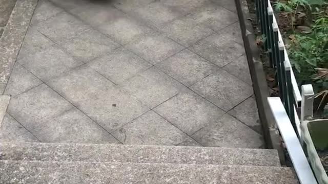 Pup Desperately Tries To Befriend Frog At The Beach