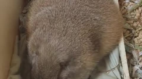 Gopher Belyash sweetly sleeps and wakes up