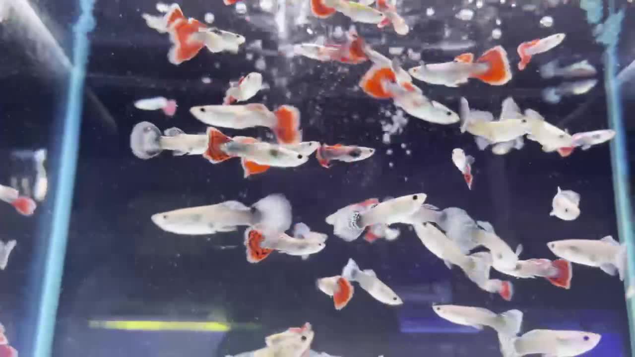 I am like a fish in Y