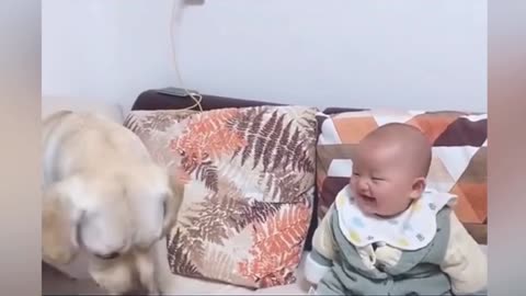 cat,dog,child enjoy times