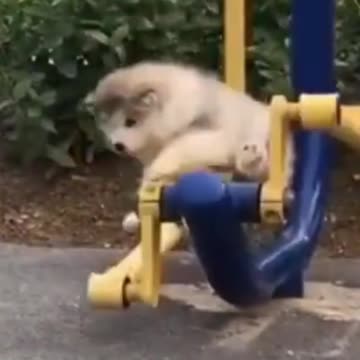 kittens and Puppies Cutest sketches 2021