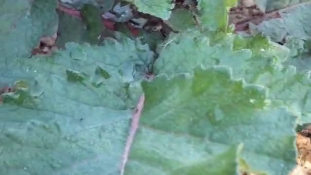 This radish is growing well