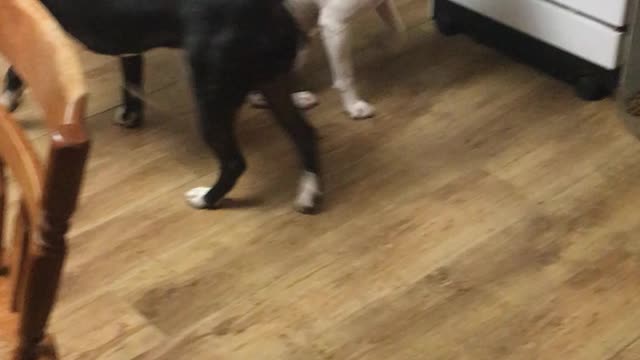 I love these puppies