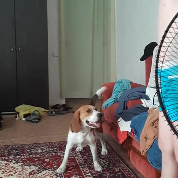 Beagle wants to play