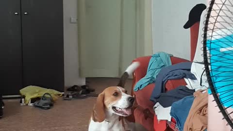 Beagle wants to play