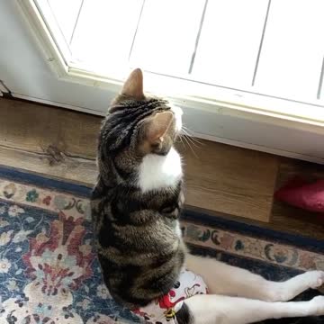 Grey Cat Lays In Sun