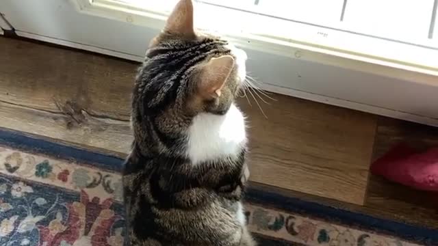 Grey Cat Lays In Sun