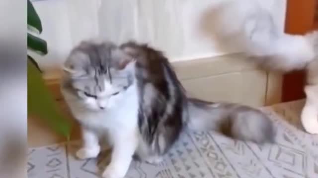 FUNNY CAT VIDEOS 🐱 TRY NOT TO LAUGH 😂 FUNNY COMPILATION