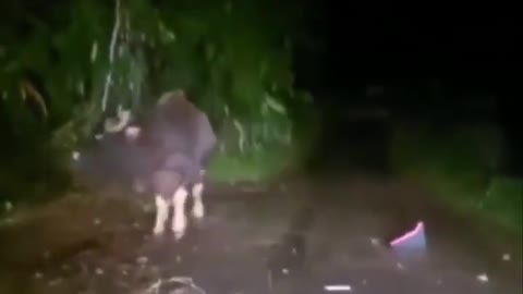 Wild cow ramming into a auto rickshaw 😱