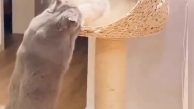 Funniest Cute Catsš½#funny#cute#animals#pets#funnycats