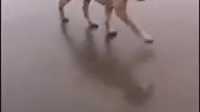 Dogs dance to extreme music