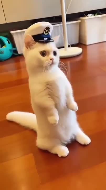 Cute little cat , lovely cat