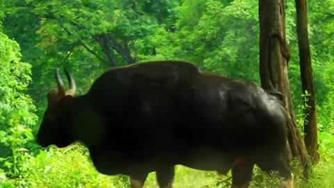cow