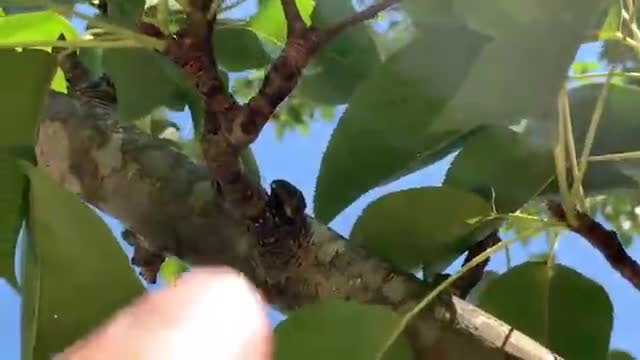 Green beetle eating pear tree