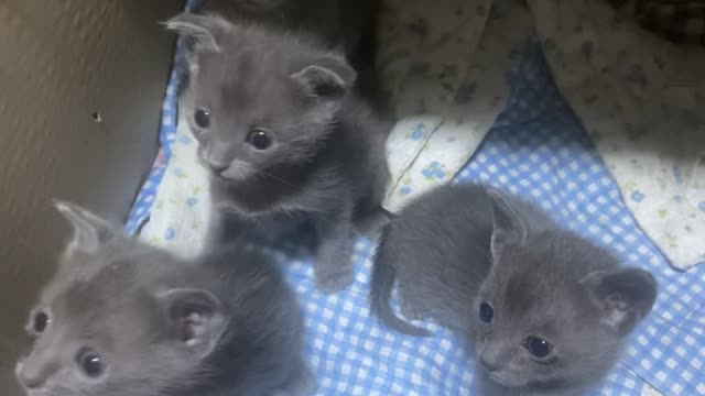 4 curious baby cats