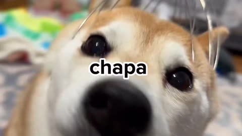 Funny video of my pets 🤣😂