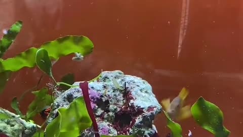 gregthegoby