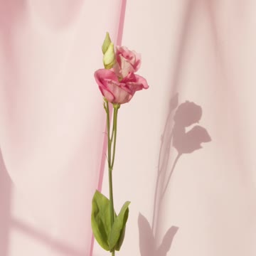 Nature - fresh flowers so Beautiful