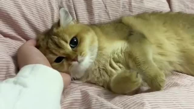 Funny cat videos 😺 Makes me laugh uncontrollably😹 cats have this ability!#18