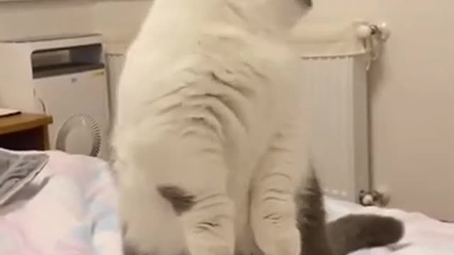 Cats funny moments