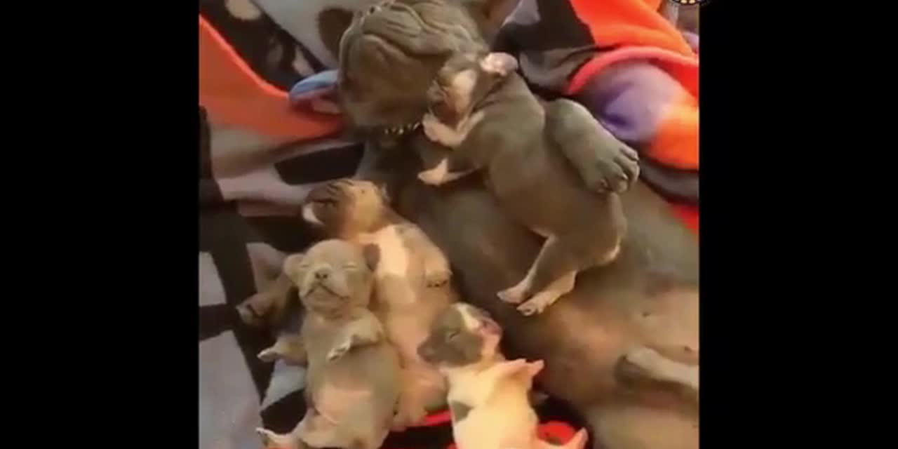 Dog with puppies sleep soundly with puppies