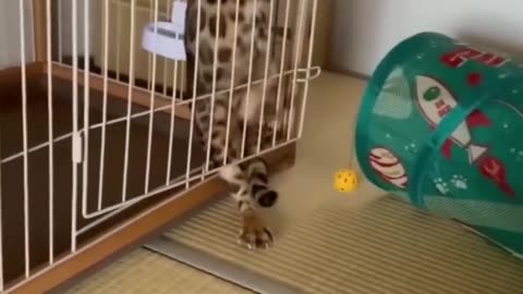 Funny animal video part-1