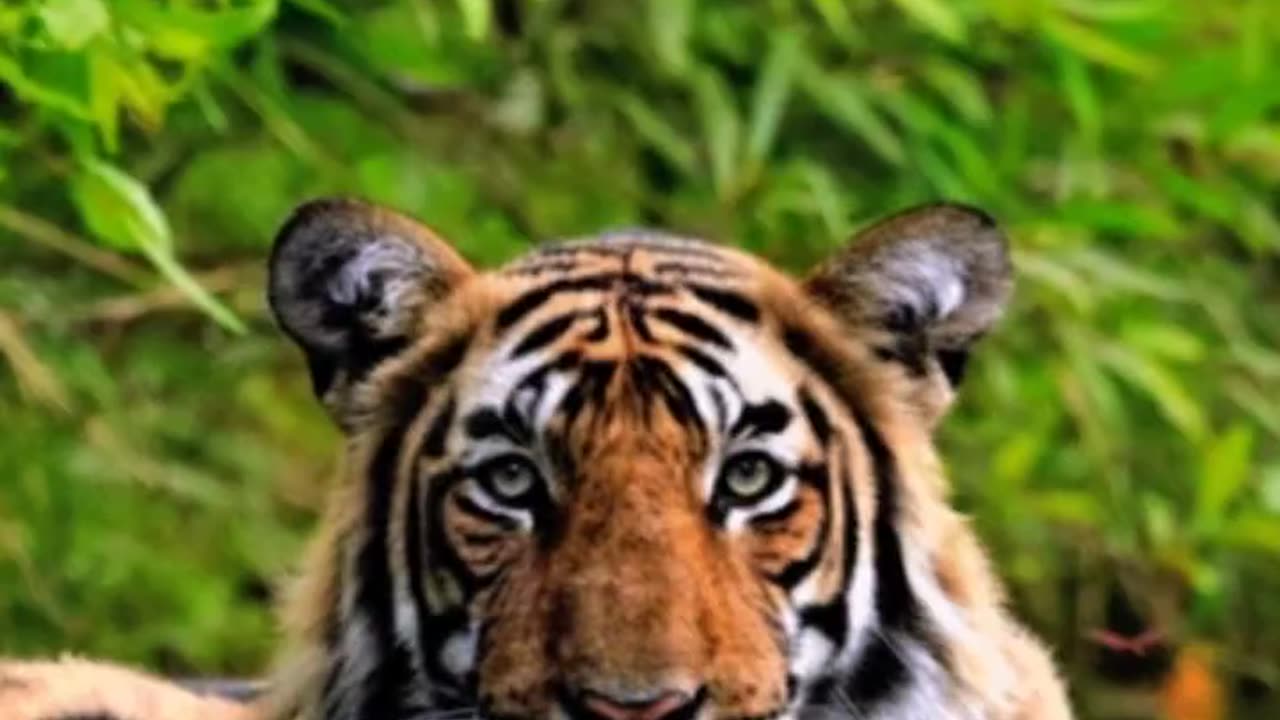 Tiger Animals Videos For Kids