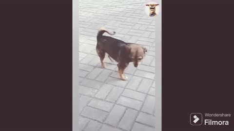funny dog fails