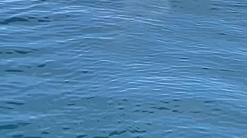 Shark Spotted on Still Seas