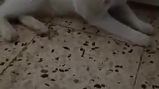 A cute cat