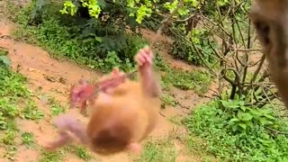 Baby monkey cute animals