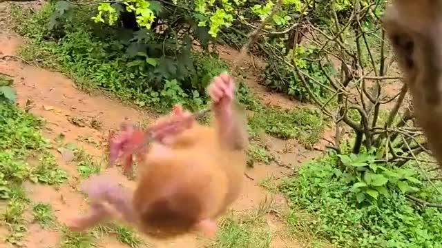 Baby monkey cute animals