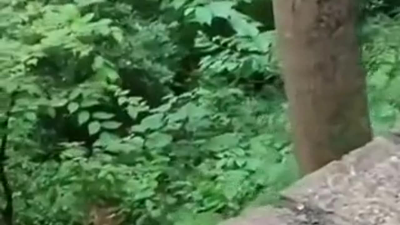 Funny video 😅