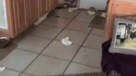 Dogs laying on sofa looking at mess they did
