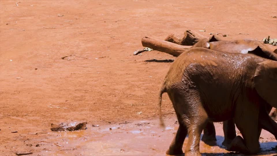 Baby,Elephants Playing In The Mud wow