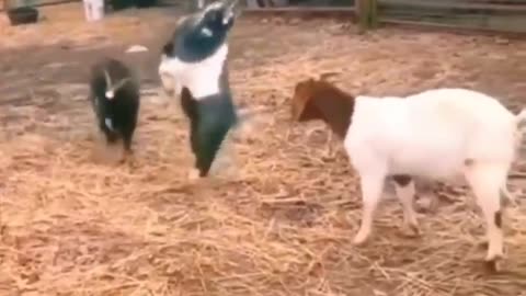 Funny animals ,funny animals, dancing funny animals fighting 🤣