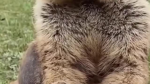 Eater animal
