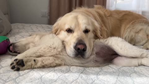 Golden Retriever using Puppy as a Pillow