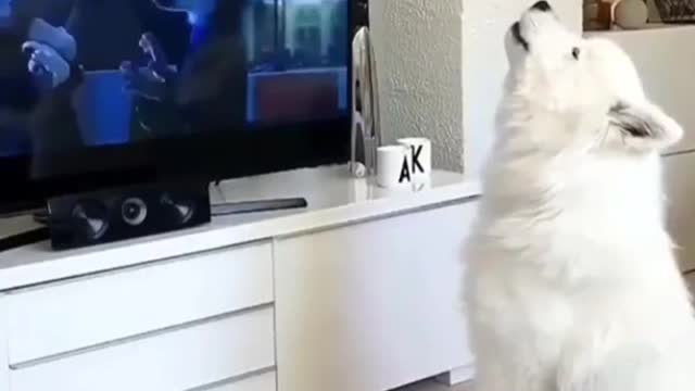 husky Barking Video