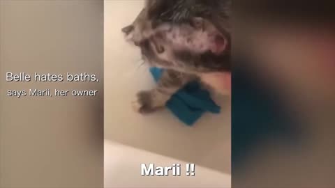 !!!CUTE CAT COMPLAINS ABOUT BATH!!! CAT UNBELIVABLE CUTE