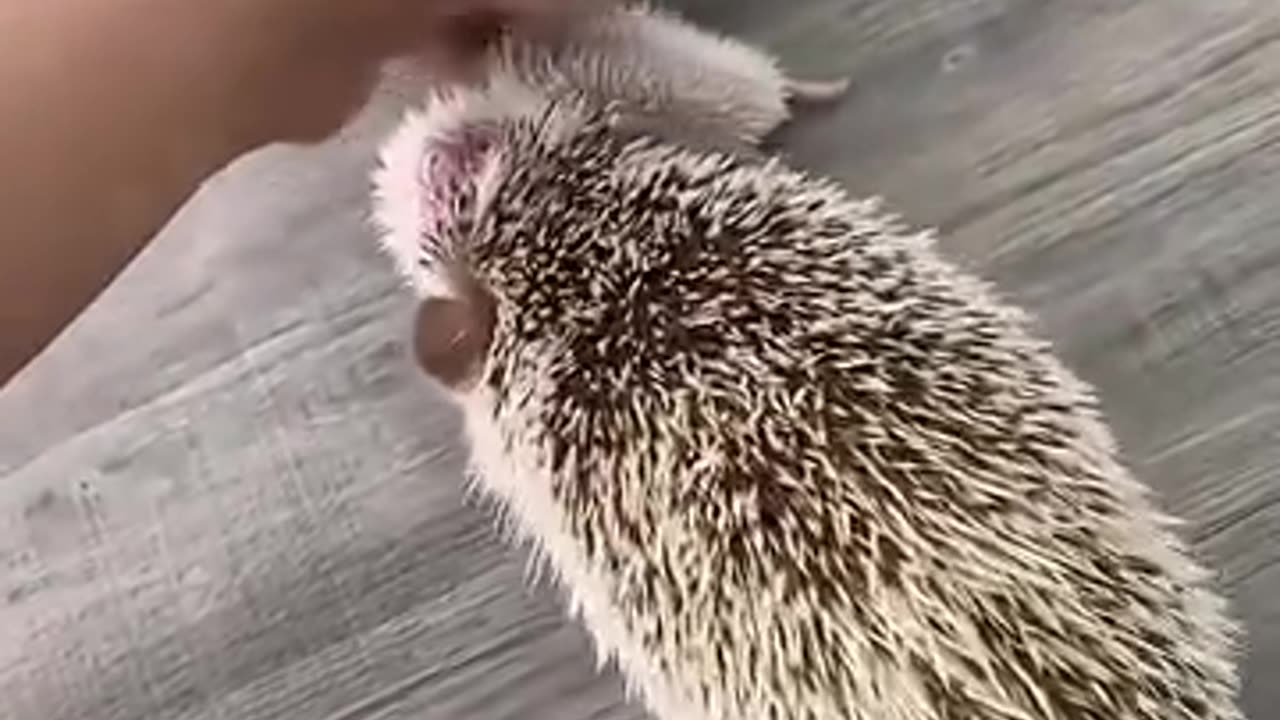 Mama hedgehog with her newborn hoglets! 🦔💕