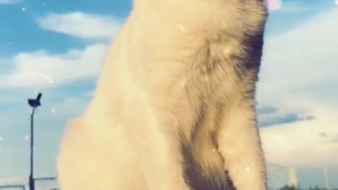 Hey hey, this special effect and cat cat, really beautiful