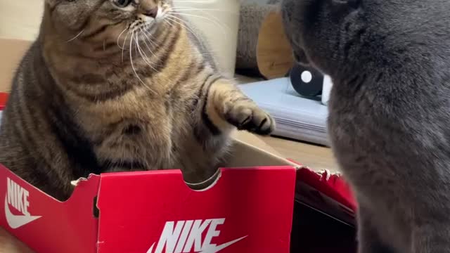 Just Do It l Funny Cat