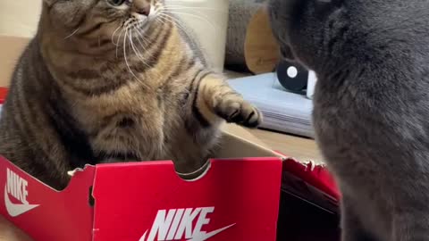 Just Do It l Funny Cat